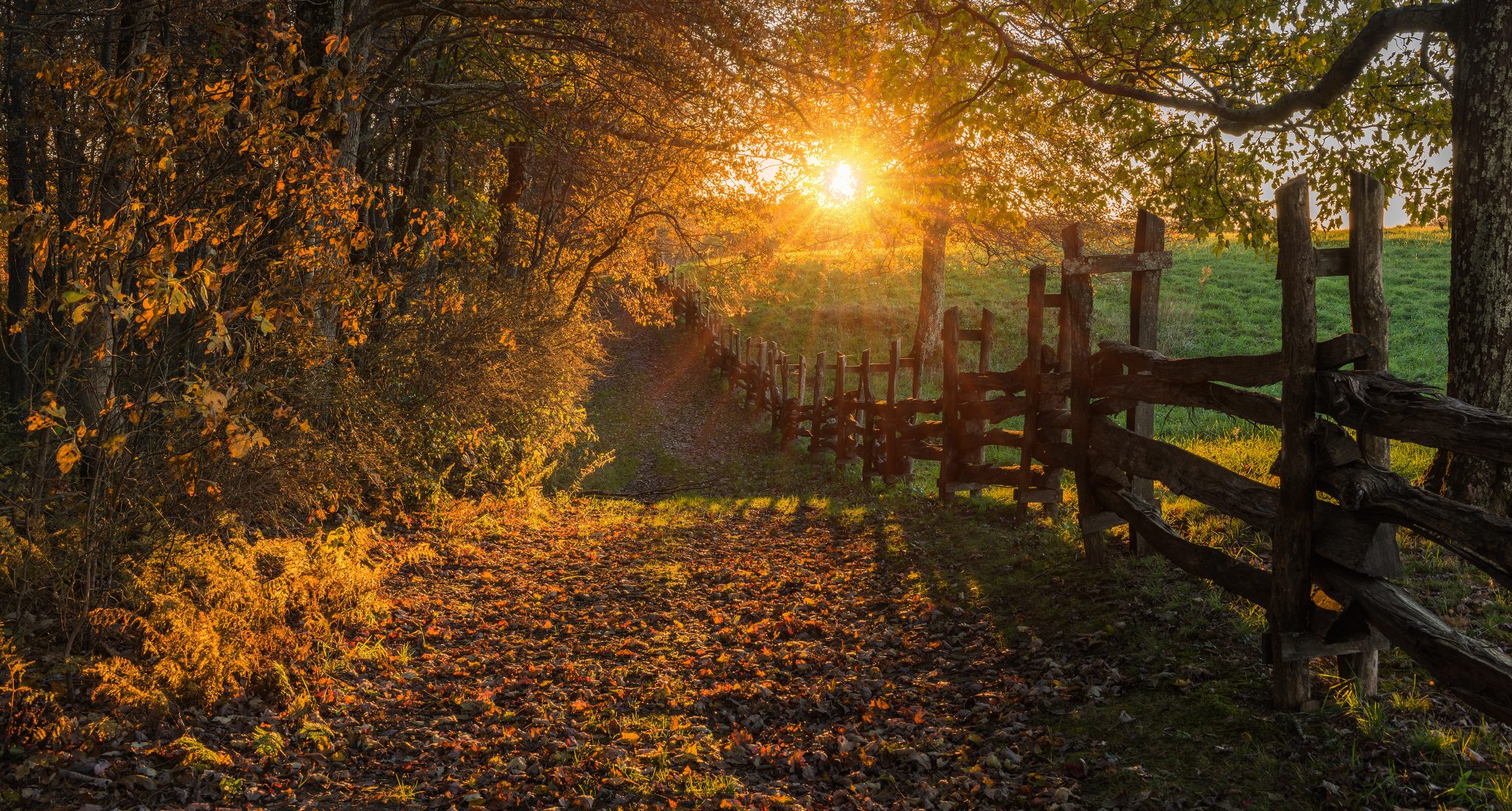Sunlight through the trees over a split-rail fence and a leaf-covered farm lane