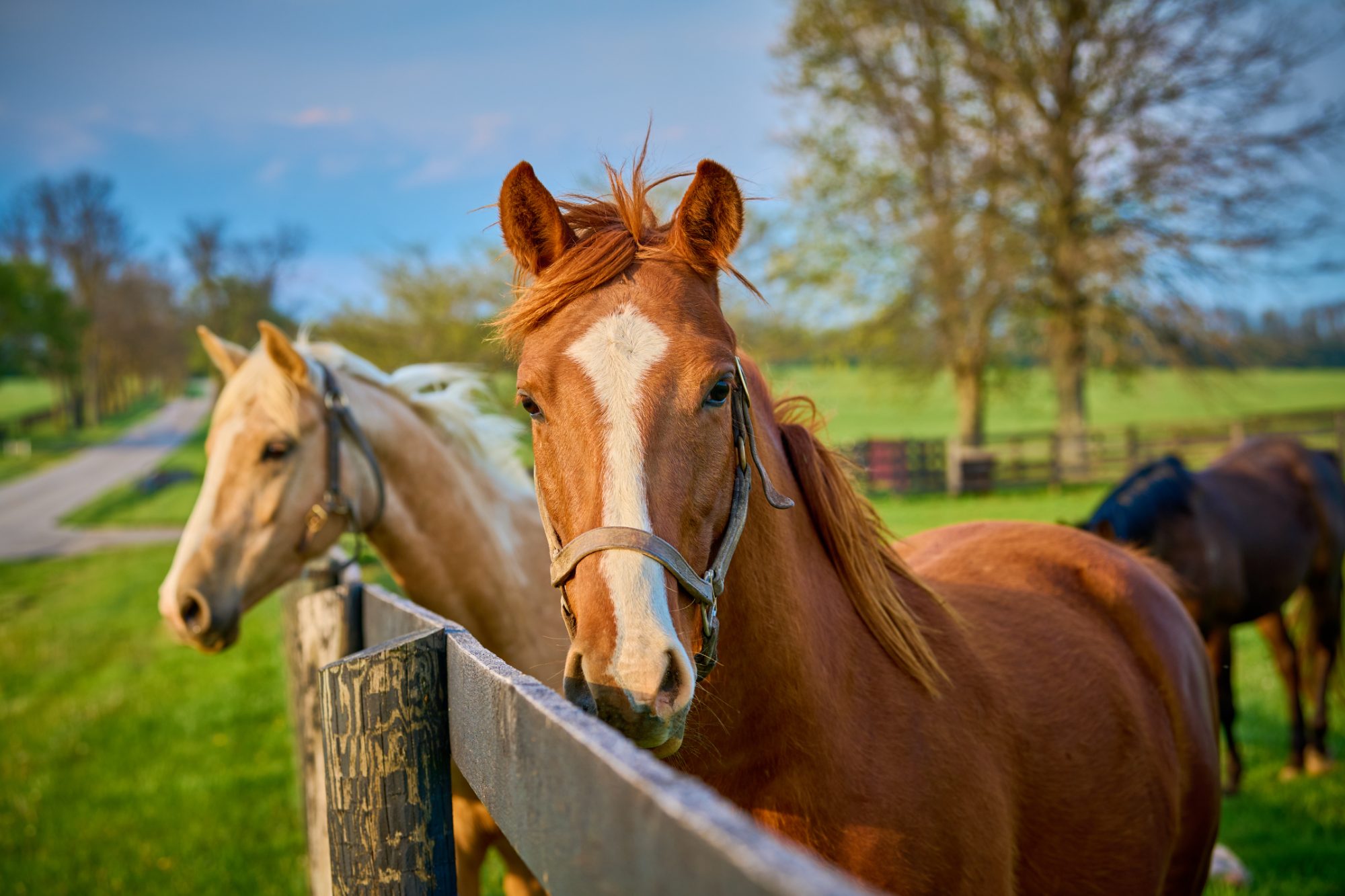 Two horses leaning over a board fence on a Kentucky farm